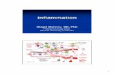 Marinov - Inlammation and Fever 2015 [eng] fileAstheno-adinamic syndrome loss of appetite, fatigue, somnolence, prostration Blood (biochemical) changes Leuc , CRP , fibrinogen , Fe