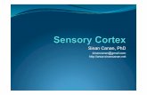 Sinan Canan, PhD - aybu.edu.tr · Skeleta/ muscle movement Primary motor cortex Pr mary somatic sensory cortex Parietal lobe Sensory information from skin, system, viscem, and taste