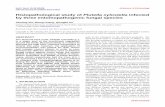 Histopathological study of Plutella xylostella infected by ... · Plutella xylostella (L.), is a major pest of the cruciferous vegetables around the world, especially in Southeast