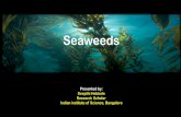 Seaweeds - ERNETwgbis.ces.iisc.ernet.in/.../prelake-coastal-9may16/ppt/deepti-SEAWEEDS.pdf · Rhodophyta(red) Gracillaria species Poryphyra species Except for few species they are