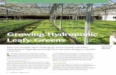 Growing Hydroponic Leafy Greens - gpnmag.comgpnmag.com/wp-content/uploads/2016/10/GPNOctober_LeafyGreens.pdf · hydroponic baby leaf production including: lettuce, arugula, upland
