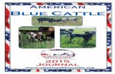American Blue Cattle · American Blue Crossbred calves, from Schlichte-Petty Cattle Co., enjoying some lush Iowa grass on a warm summer day. Crossing with American Blues increases