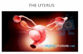 THE UTERUS - pdfs.semanticscholar.org file–The inferior segment of the uterus centered by the cervical canal –ectocervix –endocervix •Ectocervix – non-keratinized stratified