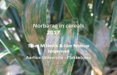Norbarag in cerealsprojects.au.dk/fileadmin/projects/norbarag/Annual_meetings/Skjetten... · Sensitivity test of azoles (Epoxi) results from 2017 isolates Denmark –125 isolates