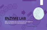 ENZYME LAB - SCIENTIST CINDY · ENZYME LAB EFFECT OF TEMPERATURE AND PH ON AMYLASE’S ABILITY TO TRANSFORM STARCH INTO MALTOSE (SUGAR) Amylase AMYLASE is an enzyme that isfound in