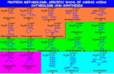 PROTEIN METABOLISM: SPECIFIC WAYS OF AMINO ACIDS ...biochem.vsmu.edu.ua/2_med_biochem_e/lecture_aminoacids2.pdf · SPECIFIC WAYS OF AMINO ACID CATABOLISM The carbon skeletons of 20