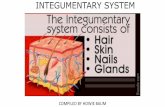INTEGUMENTARY SYSTEM - uc.edu Content/THE... · INTEGUMENTARY SYSTEM COMPILED BY HOWIE BAUM. THE SKIN. This extraordinary organ system : Protects the internal structures of the body