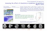 Assessing the effect of dissolution on planktonic ... fileProxy development and application Assessing the effect of dissolution on planktonic foraminifera l Mg/Ca ratios Main conclusion: