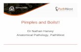 NHarvey PATH2220 Pimples and Boils!! · Pimples and Boils!! Dr Nathan Harvey Anatomical Pathology, PathWest. Overview & Learning Objectives • Review the cardinal signs/symptoms