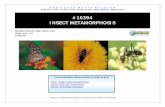 #10394 INSECT METAMORPHOSIS · metamorphosis called complete metamorphosis. There are four stages during complete metamorphosis: the egg, larva, pupa, and adult. The video then fea-