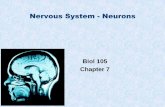 Nervous System - Neurons Slides PDF/Lect09... · Sodium Potassium Pump To maintain this resting membrane potential the neuron pumps Na+ out of the cell and K+ into the cell. The transport