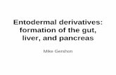 liver, and pancreas formation of the gut, Entodermal ... · Esophageal atresia or tracheo-esophageal fistula. ¾ Stomach enlarges and rotates. Obliteration of the lumen and recanalization