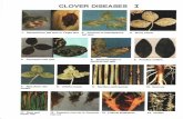 CLOVER DISEASES Iarchive.lib.msu.edu/DMC/Ag. Ext. 2007-Chelsie/PDF/e1692-1982.pdf · CLOVER DISEASES I 1. Stemphylium leaf spot or Target spot, caused by the fungi Stem-phylium sarcinaeforme