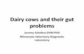 Dairy cows and their gut problems - Veterinary Diagnostic … · 2017-02-25 · Dairy cows and their gut problems Jeremy Schefers DVM PhD Minnesota Veterinary Diagnostic Laboratory