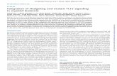 Integration of Hedgehog and mutant FLT3 signaling in myeloid leukemia · CANCER Integration of Hedgehog and mutant FLT3 signaling in myeloid leukemia Yiting Lim,1 Lukasz Gondek,1