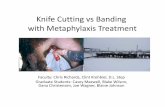 Knife Cutting vsBanding with MetaphylaxisTreatmentoces.okstate.edu/garfield/uploaded_files/wheatland-stocker-conference-2011/WSC...Health –42 d Knife Band Steer Item, MM NP MM NP