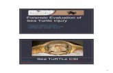 Forensic Evaluation of Sea Turtle Injury · 1 Forensic Evaluation of Sea Turtle Injury Nancy S. Mettee, D.V.M. Loggerhead MarineLife Center Juno Beach, Florida U.S.A. FORENSIC = related