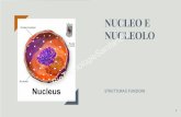 Cellula eucariote: nucleo e nucleolo...Pertanto si parla di nucleoide. La cellula in posizione centrale è in fase di divisione e appare allungata. Il suo cromosoma si è già duplicato.