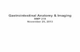 Gastrointestinal Anatomy & Imagingusers.bmap.ucla.edu/~amg/docs/8-GISystem2013.pdfGastrointestinal Anatomy & Imaging BMP 218 November 25, 2013 GI macroanatomy A long tube Upper GI