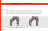 FILL IN THE ADDUCTORS AND THE SARTORIUSFor anatomi-cal reasons, the hamstrings and adduc-tors are difficult to disassociate, because the part of the hamstrings that is located ...