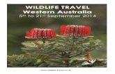 WILDLIFE TRAVEL Western Australiawildlife-travel.co.uk/wp-content/uploads/2017/02/... · Darwinia speciosa Myrtaceae large maroon bracts, not yet open Eremaea asterocarpa Myrtaceae
