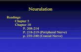Neurulationembryo/Lectures/exam 2/06 Neurulation.pdf · Neurulation Induced by Notochord – Noggin/Chordin Neural Plate ÆNeural Groove ÆNeural Tube Regionalization – Subdivisions