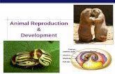 Animal Reproduction Development - KING'S SCIENCE PAGEhkingscience.weebly.com/uploads/4/5/4/8/45489663/... · Animal Reproduction & Development. AP Biology Sperm production Epididymis