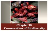 Chapter 18 lecture - Weeblymrsbssciencescoop.weebly.com/.../chapter_18_lecture.pdf · 2019-10-26 · Chapter 18 Conservation of Biodiversity. The 6th Mass Extinction ... Conservation