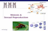 Meiosis & Sexual Reproduction · AP Biology Steps of meiosis Meiosis 1 interphase prophase 1 metaphase 1 anaphase 1 telophase 1 Meiosis 2 prophase 2 metaphase 2 anaphase 2 telophase