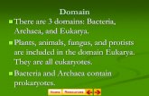 Domain - 7th Grade Electionskellywms.weebly.com/uploads/5/4/9/0/54901139/bacteria...The kingdoms Animalia, Plantae, Fungi, and Protista are made up of organisms with eukaryotic cells