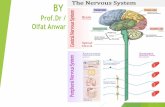 BY Prof.Dr /Olfat Anwarfptcu.com/Gep Files/Anatomy2/CNS lect1 .pdf · The sensory carry information to the CNS, the motor carry information away from the CNS. B) Cranial nerves There