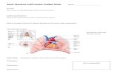  · Web viewPericardium – Myocardium – Endocardium – Cardiac circulation Cardiac vessels cover the outer surface of the heart and supply the heart muscle itself with blood.