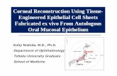Corneal Reconstruction Using Tissue- Engineered Epithelial ...Corneal Reconstruction Using Tissue-Engineered Epithelial Cell Sheets Fabricated ex vivo From Autologous Oral Mucosal