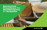 Essential Practices for Beekeepers in Ontario · Basic Colony Management. A honey bee colony is defined as an . aggregate of a queen bee, drones and several thousand worker bees living