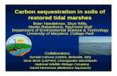 Carbon sequestration in soils of restored tidal marshes · Carbon sequestration in soils of restored tidal marshes Brian Needelman, Skye Wills, Martin Rabenhorst, ... carbon credit