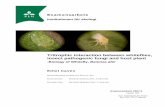 Tritrophic interaction between whiteflies, insect ...identifying the pathogen species that provides the best result in a particular crop in combination with increased knowledge and