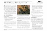 ID-52: What's Wrong With My Taxus? · ID-52 What’s Wrong With My Taxus? Cheryl A. Kaiser and Nicole A. Ward Gauthier, Plant Pathology, Lee H. Townsend, Entomology, and Richard E.