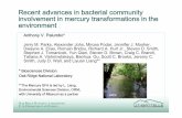 Recent advances in bacterial community ... Advances on Bacterial Community... · 2013-06-08 · Recent advances in bacterial community involvementinmercurytransformationsintheinvolvement