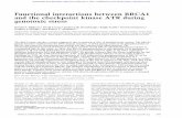 Functional interactions between BRCA1 and the checkpoint kinase ATR during genotoxic ...genesdev.cshlp.org/content/14/23/2989.full.pdf · 2000-12-07 · Functional interactions between