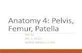 Anatomy 4: Pelvis, Femur, Patella · The Femur – Structures Greater Trochanter: large irregular eminence (laterally and posteriorly) Pelvic outlet in the female is larger than in