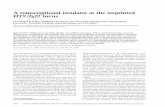 A transcriptional insulator at the imprinted H19/Igf2 locusbiology.kenyon.edu/courses/biol63/Igf2_1908.pdf · A transcriptional insulator at the imprinted H19/Igf2 locus Christopher
