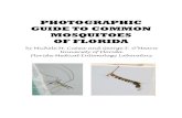 PHOTOGRAPHIC GUIDE TO COMMON MOSQUITOES OF …PHOTOGRAPHIC GUIDE TO COMMON MOSQUITOES OF FLORIDA by Michele M. Cutwa and George F. O’Meara University of Florida Florida Medical Entomology