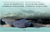 Assoc. Prof., Dr. Milen Vassilev Milen Vassilev, Apostolos … · 2012-12-14 · BULGARIAN GOBIES (GOBIIDAE) At the moment, 24 gobiid species are present in the Bulgarian fish fauna