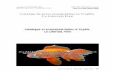 Catálogo de peces ornamentales en Trujillo, La Libertad, Perú25 2 a 2018 761 ara et al al e ee raeale e rll a eraer Se encontraron cuatro órdenes: Cypriniformes, Perciformes, Cyprinodontiformes
