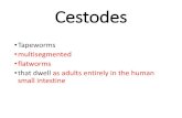 Cestodes - Eastern Mediterranean Universityopencourses.emu.edu.tr/.../7530/mod_forum/attachment/2371/cestodes.pdf · of cestodes (tapeworms) of the genus Echinococcus. •Echinococcus