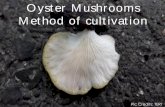 Oyster Mushrooms Method of cultivation · Mix the mushroom spawn and sterilized rice straw in alternate layers in a sterilised polythene bag. Do not touch the Spawn. Sprinkle it over