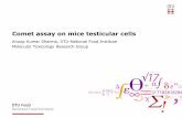 Comet assay on mice testicular cells · 2017-06-08 · DTU Food, Technical University of Denmark ICAW 2015 September 2015 Alkaline version of the Comet assay and statistical analysis