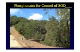 Phosphonates for Control of SOD - Tree Solutionsinformation for successfully applying Agri-Fos® systemic fungicide to Oak and Tanoak trees for the treatment of sudden oak death (SOD).