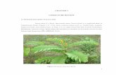 CHAPTER 2 LITERATURE REVIEWkb.psu.ac.th/psukb/bitstream/2553/1478/6/292026_ch2.pdfCHAPTER 2 LITERATURE REVIEW 2.1 Botanical description of Senna alata Senna alata (L.) Roxb. (previously