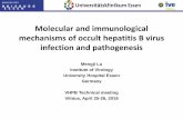 Molecular and immunological mechanisms of occult hepatitis ... · mechanisms of occult hepatitis B virus infection and pathogenesis Mengji Lu . Institute of Virology . University